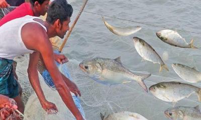 শুক্রবার থেকে ২২ দিন বন্ধ থাকবে ইলিশ আহরণ