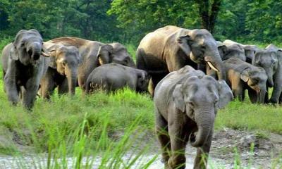 বিশ্ব হাতি দিবস আজ