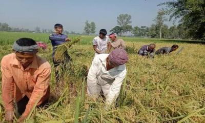 কালবৈশাখীর শঙ্কা, কৃষকদের জন্য ৬ দফা পরামর্শ