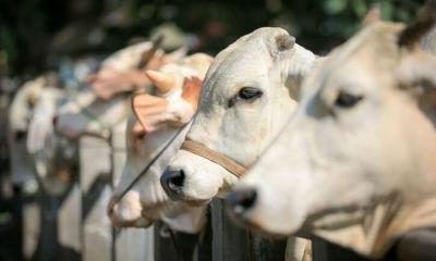 কোরবানির সময় ৪টি বড় ভুল থেকে সাবধান