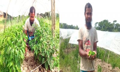 উপকূলে শেড পদ্ধতিতে বোম্বাই মরিচ চাষ, লাভবান কৃষক