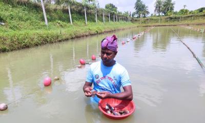 মাছের সঙ্গে মুক্তা চাষে সফল পিএইচডি ডিগ্রিধারী নজরুল