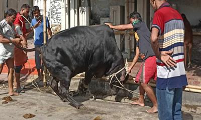 নামাজ শেষে রাজধানীতে শুরু পশু কোরবানি