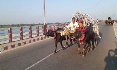 ঐতিহ্য ধরে রাখতে মহিষের গাড়িতে গেলেন বর