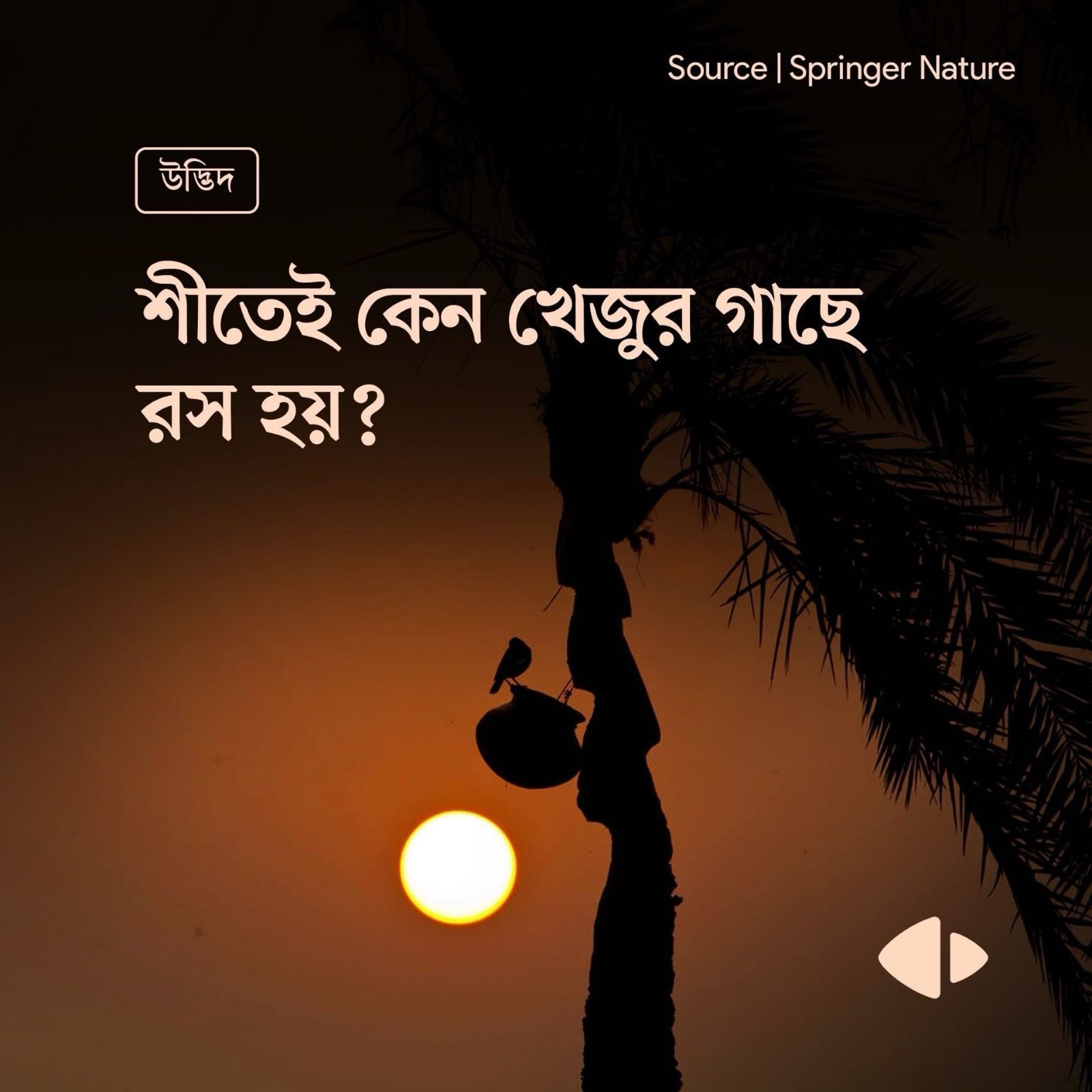 শীতেই কেন খেজুর গাছে রস হয় ?